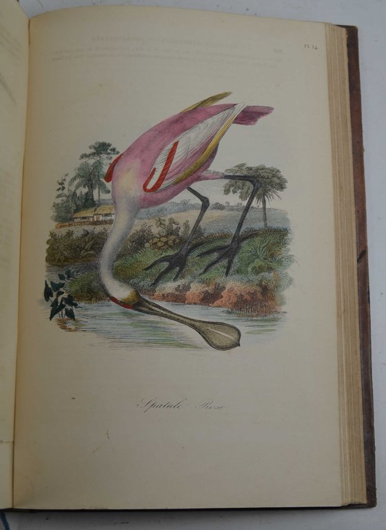 Histoire naturelle des oiseaux…