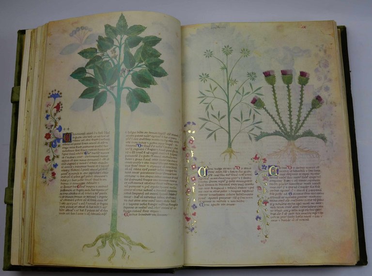 Historia plantarum.