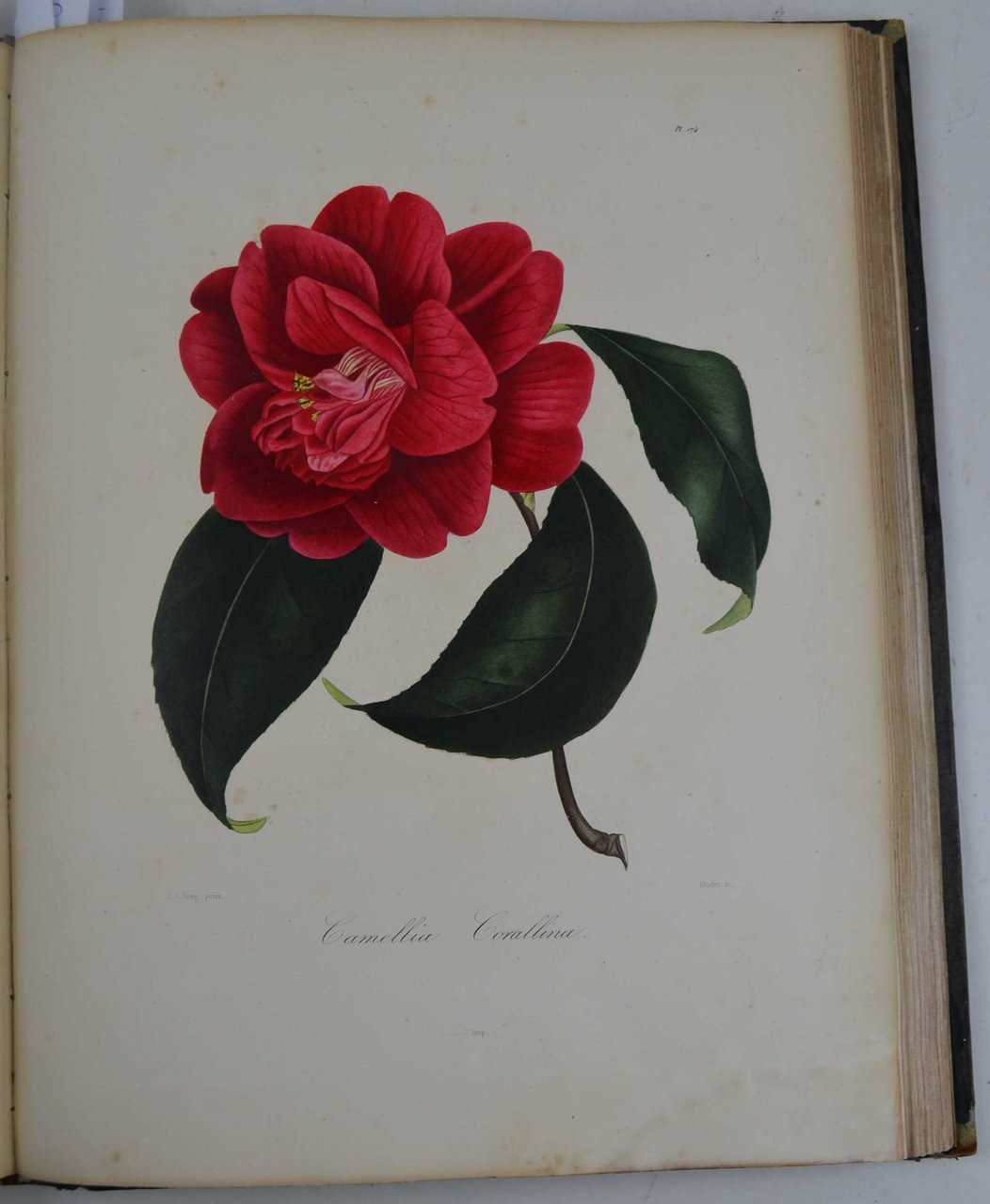 Iconographie du genre Camelia ou description et figures des Camellia …