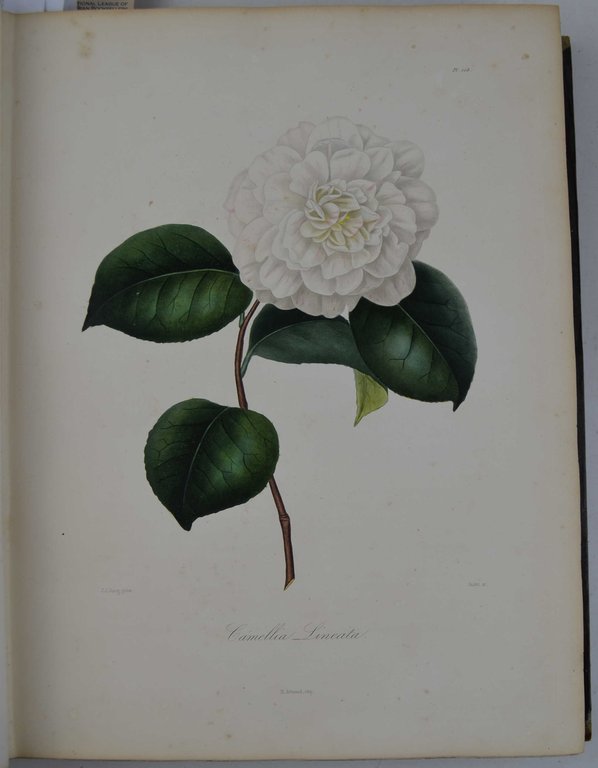 Iconographie du genre Camelia ou description et figures des Camellia …