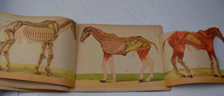 Il cavallo malato. Mali e difetti più comuni con manifestazioni … | Immagine Gallery 1