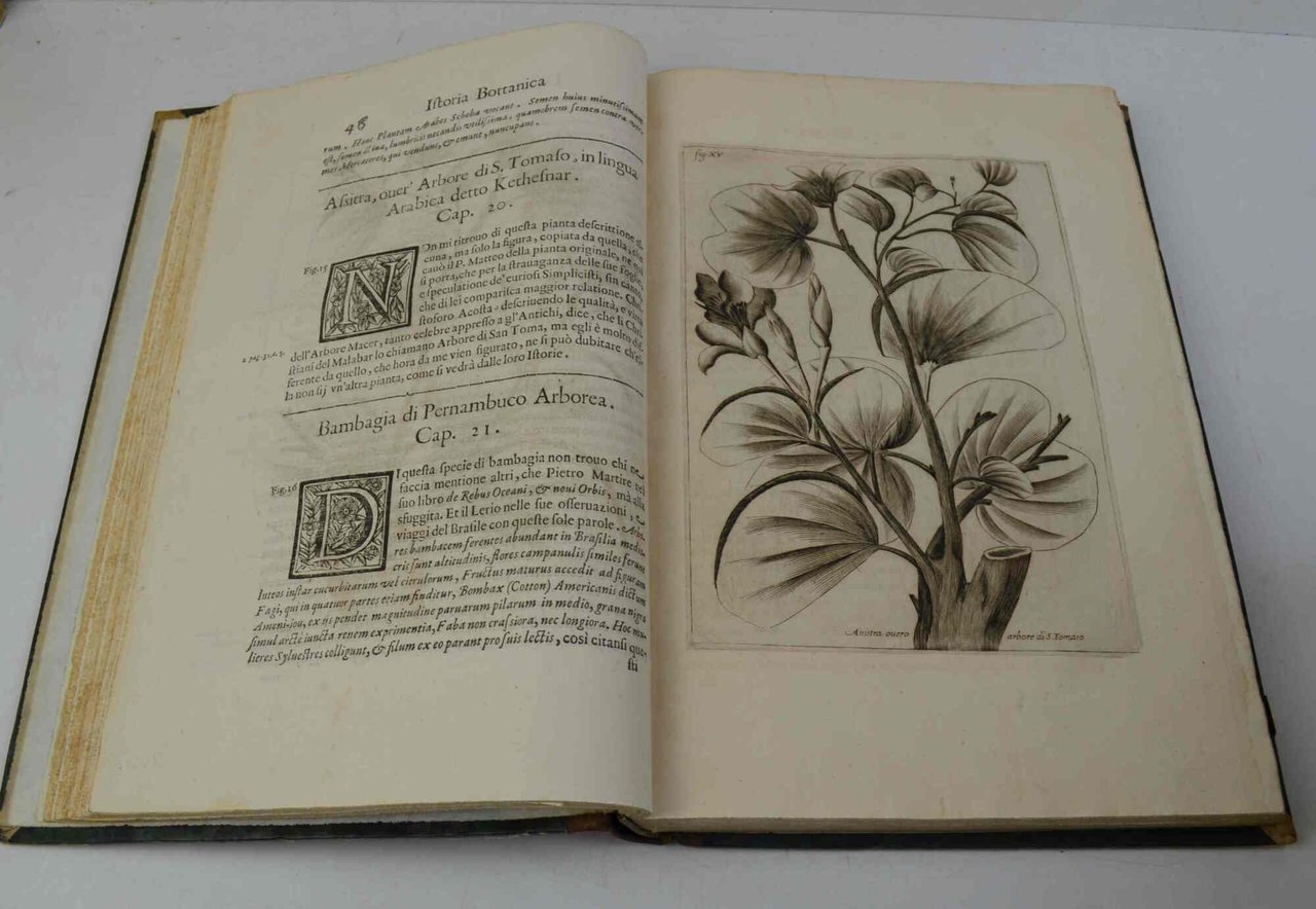 Istoria botanica... Nella quale si descrivono alcune Piante de gl'Antichi, …