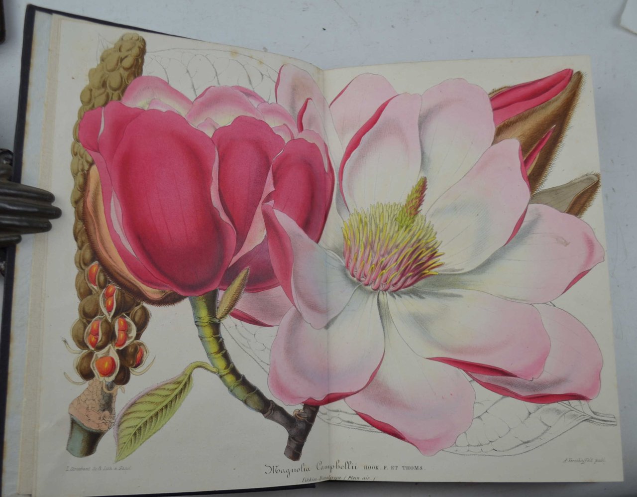 L'illustration horticole, journal spécial des serres et des jardins…