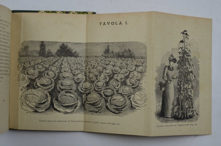L'orto di famiglia ossia la coltivazione pratica degli Ortaggi e … | Immagine Gallery 3