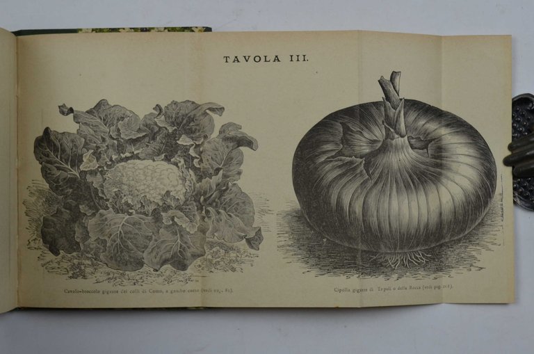 L'orto di famiglia ossia la coltivazione pratica degli Ortaggi e … | Immagine Gallery 4
