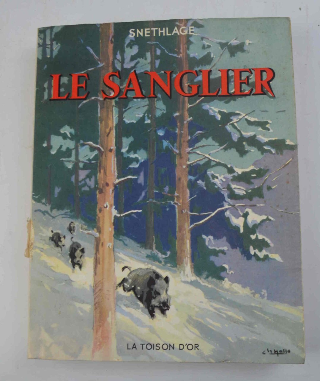 Le sanglier...