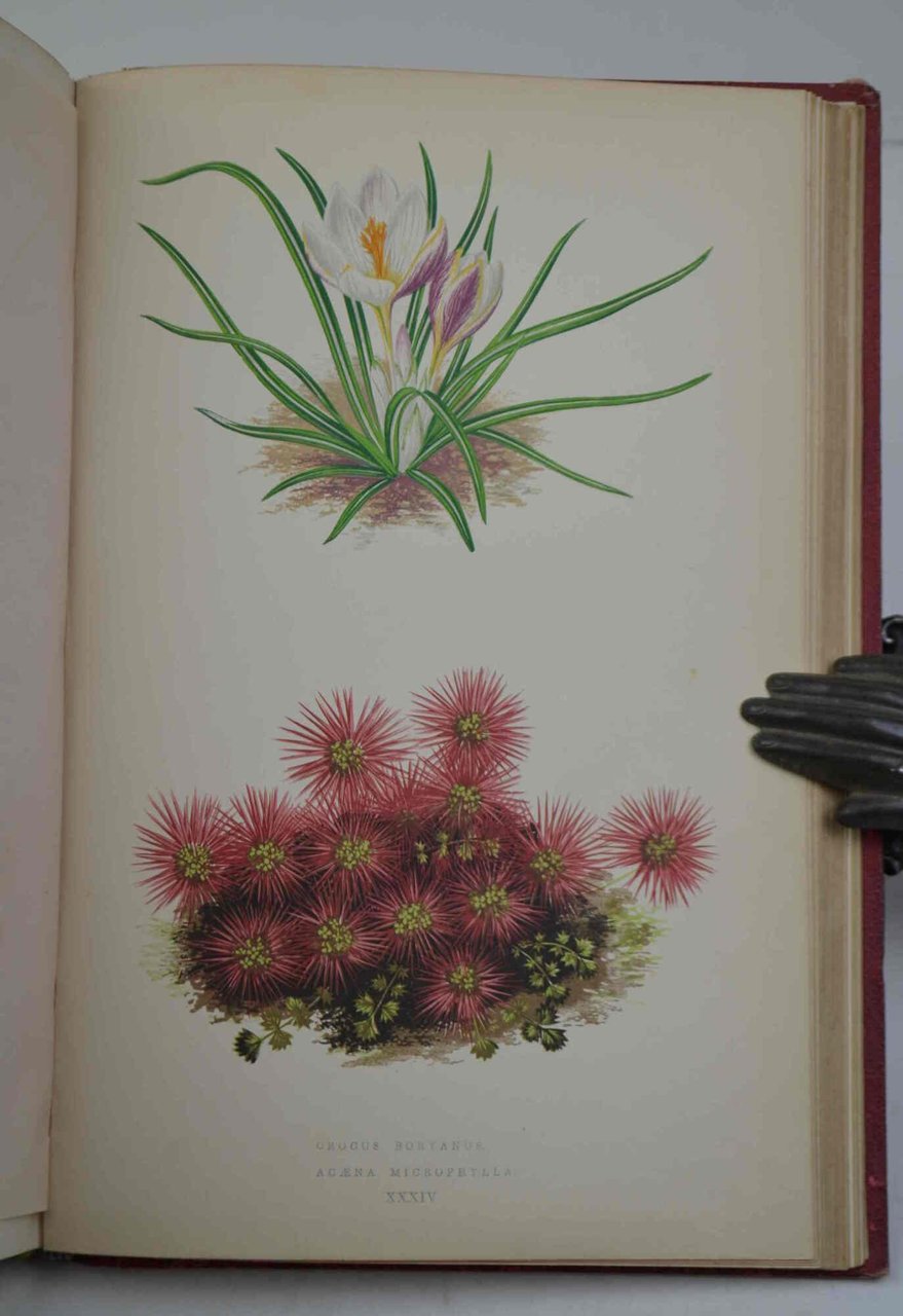 Les plantes alpines choix des plus belles espèces, description, station. …