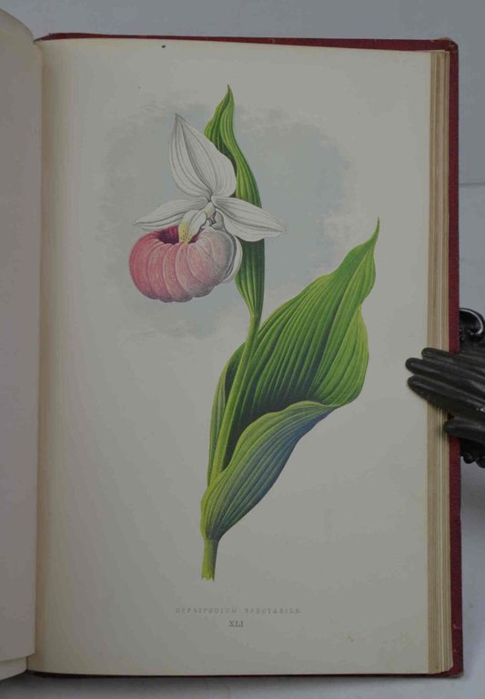 Les plantes alpines choix des plus belles espèces, description, station. …