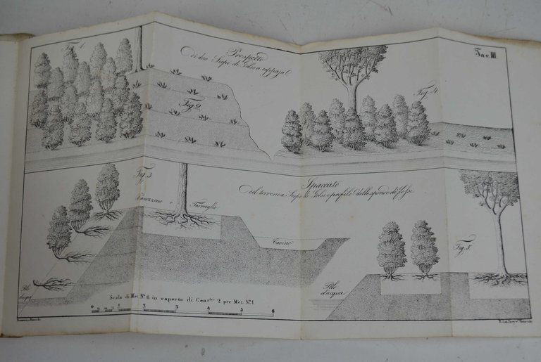 Manuale pratico per coltivare il gelso e per formare siepi …