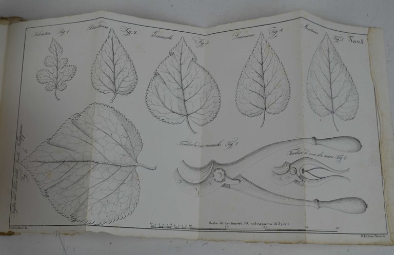 Manuale pratico per coltivare il gelso e per formare siepi …