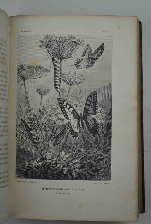 Métamorphoses, moeurs et instincts des insectes...