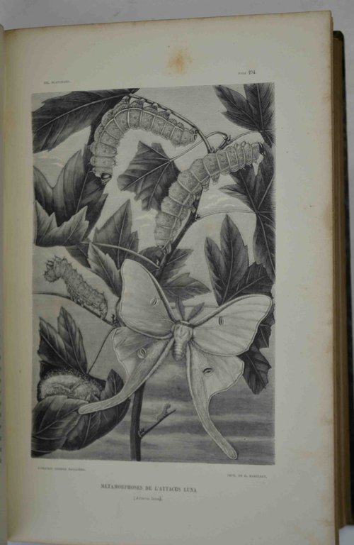 Métamorphoses, moeurs et instincts des insectes...