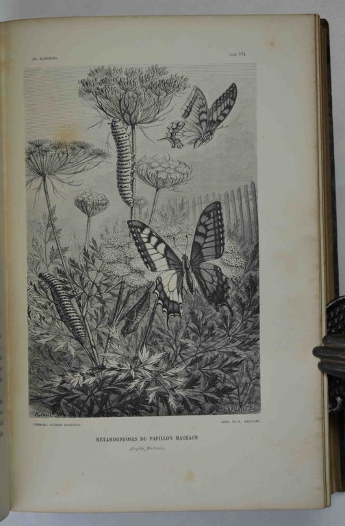 Métamorphoses, moeurs et instincts des insectes...