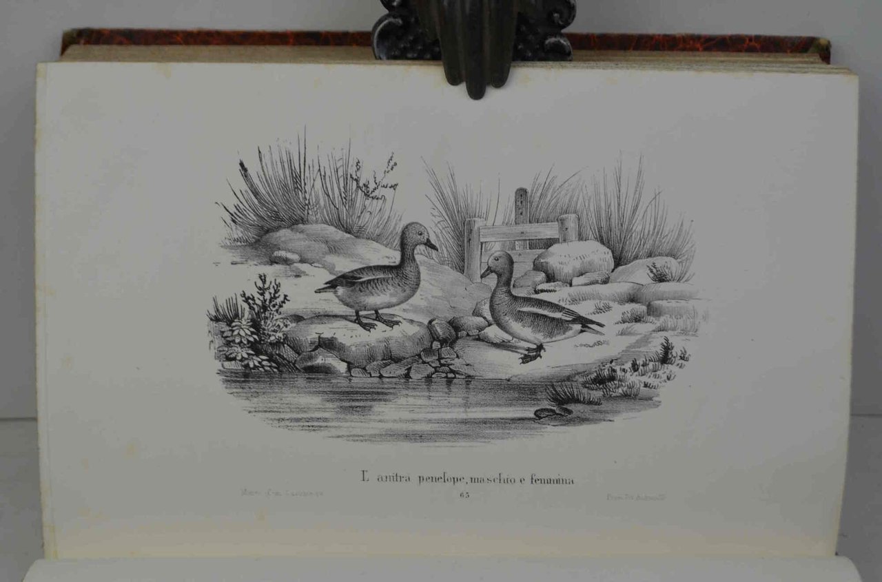 Museo del cacciatore o collezione di tutte le specie di …