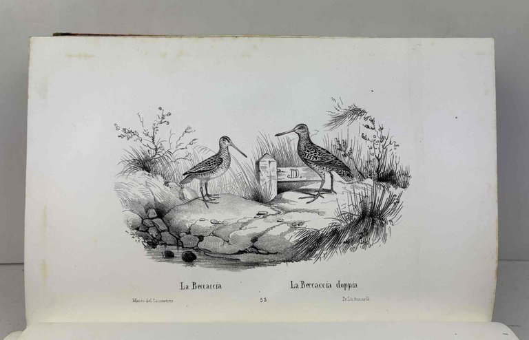 Museo del cacciatore o collezione di tutte le specie di …