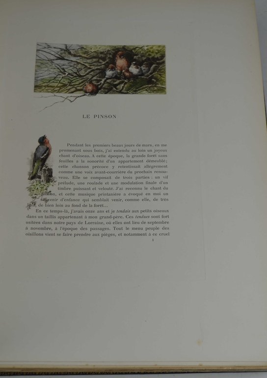 Nos oiseaux. | Immagine Gallery 6