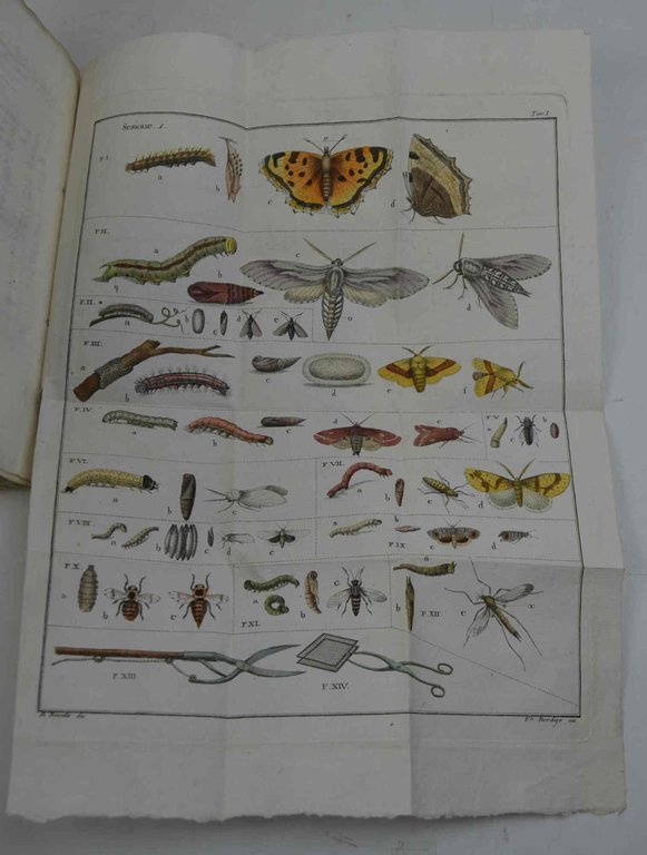 Saggio intorno agli insetti nocivi ai vegetabili economici, agli animali … | Immagine Gallery 2