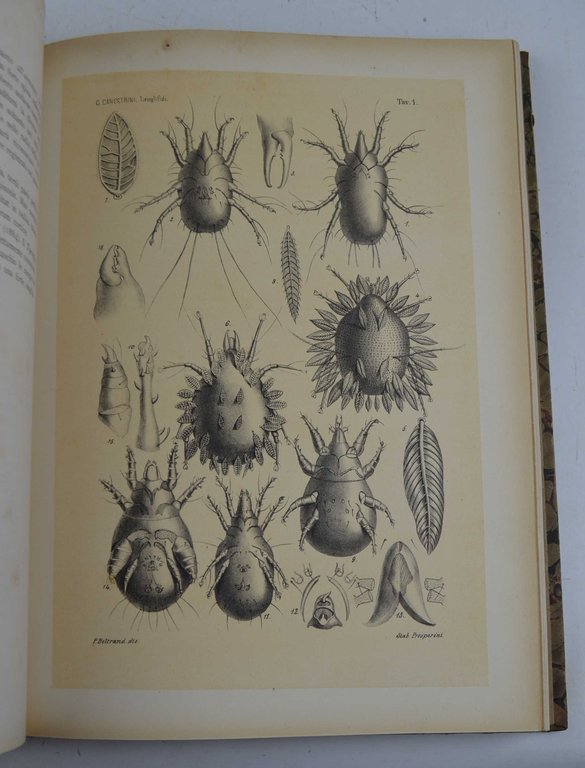 Studi editi dalla Università di Padova a commemorare l'ottavo centenario …