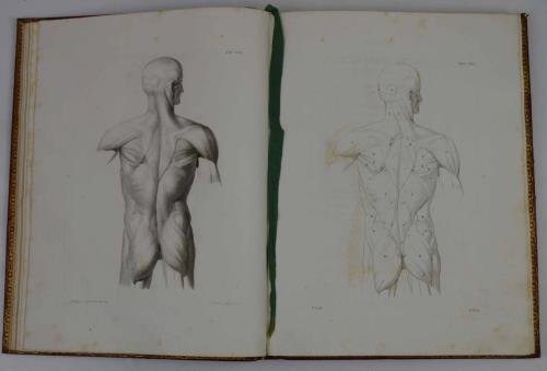Tavole anatomiche per li pittori, e gli scultori…