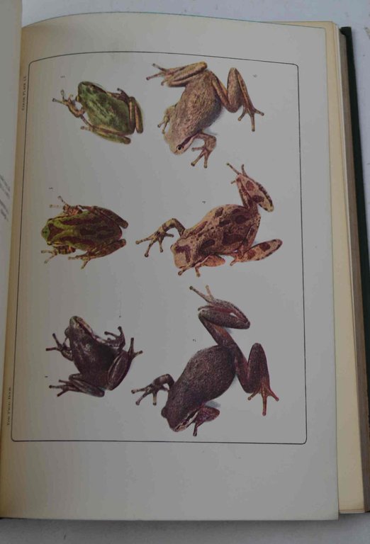 The frog book north american toadsand frogs...