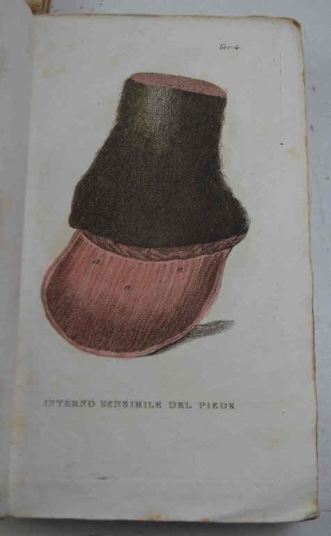 Trattato di medicina veterinaria... Prima edizione italiana tradotta dall'originale inglese …