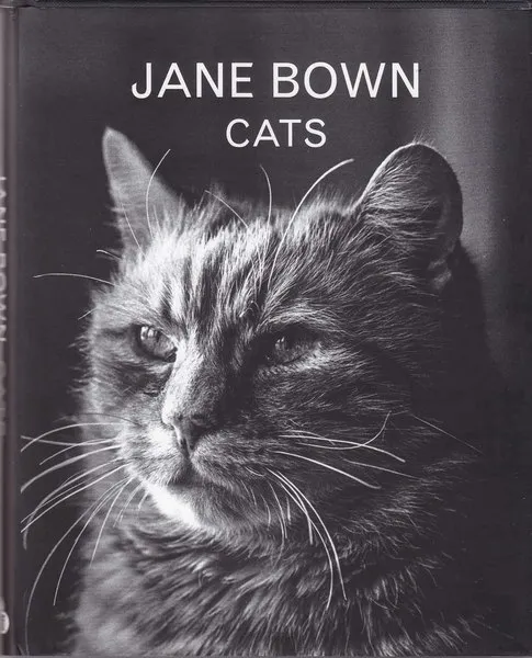 Cats | Immagine Gallery 1