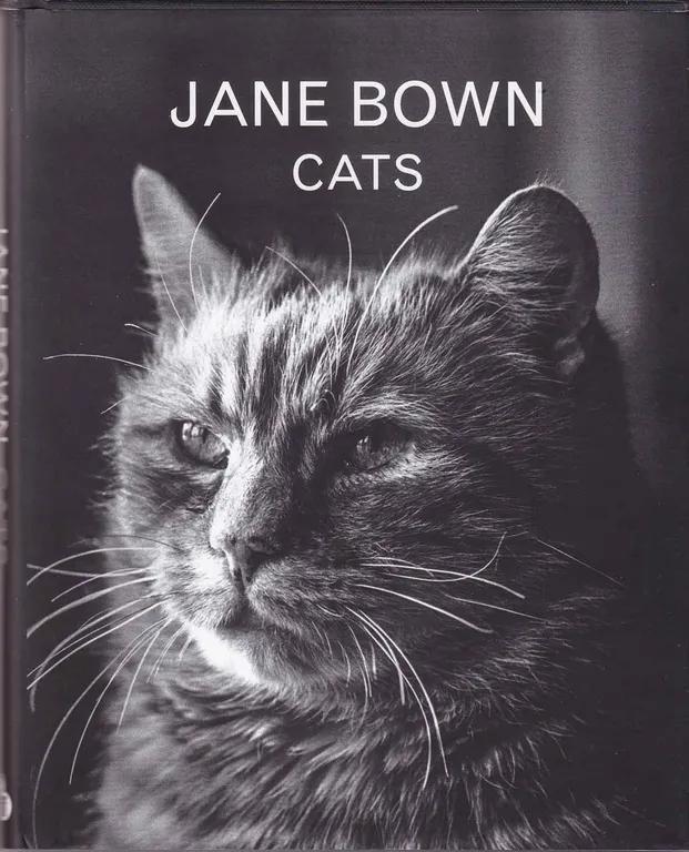 Cats | Immagine Gallery 2