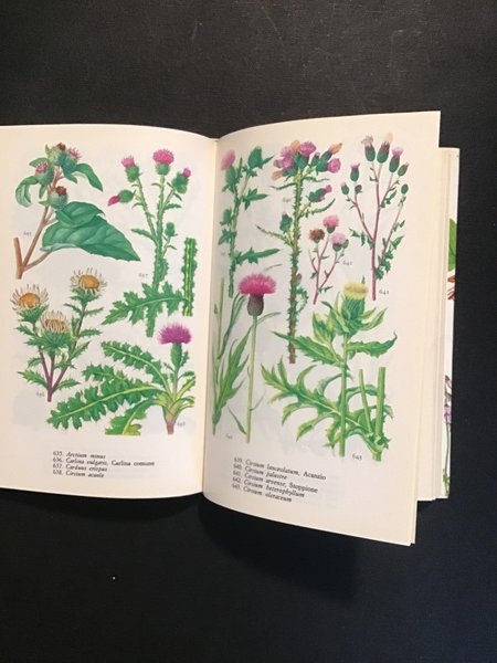 PIANTE E FIORI DI CAMPAGNA E DI BOSCO