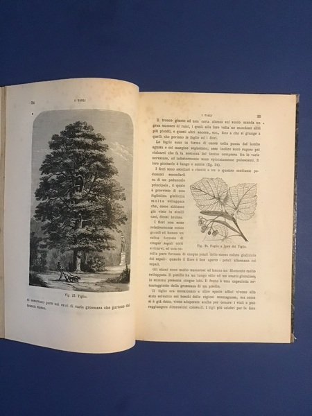 PRIMO STUDIO DELLE PIANTE