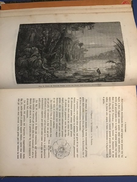 PRIMO STUDIO DELLE PIANTE