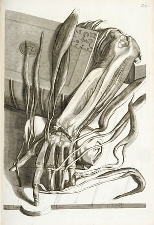 Anatomia corporum humanorum. accedunt ejusdem introductio in oeconomia animalium, et …