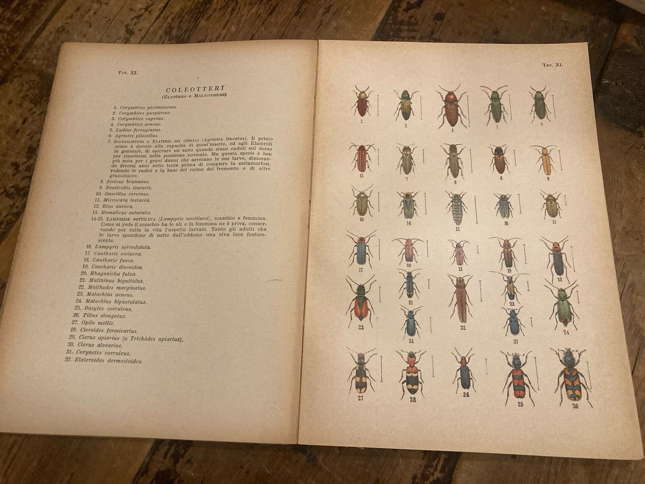 Atlante entomologico (esclusi i lepidotteri). Quaranta tavole a colori con …