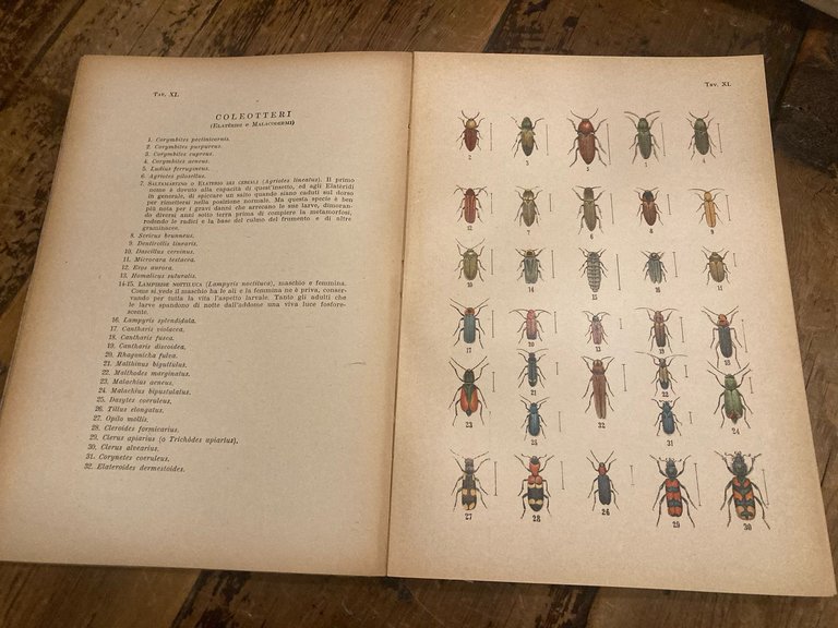 Atlante entomologico (esclusi i lepidotteri). Quaranta tavole a colori con … | Immagine Gallery 1