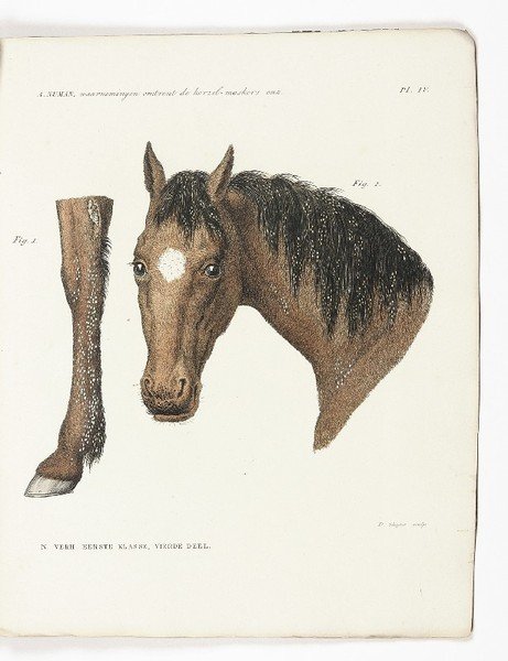 Waarnemingen omtrent de horzel-maskers, welke in de maag van het …