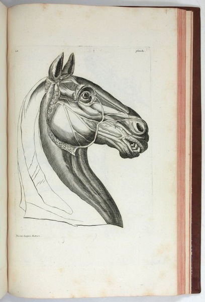 La parfaite connoissance des chevaux, leur anatomie, leurs bonnes et …