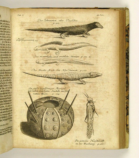 Reisen oder Anmerkungen verschiedene Theile der Barbarey und der Levante …