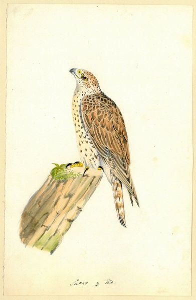 Collection of ten original watercolours showing falcons.