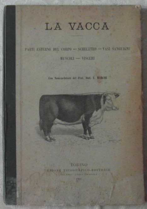 LA VACCA. PARTI ESTERNE DEL CORPO, SCHELETRO, VASI SANGUIGNI, MUSCOLI, …