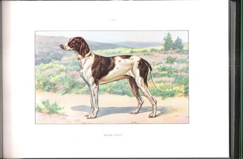 Les Chiens de Chasse