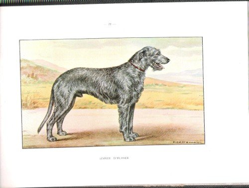 Les Chiens de Chasse
