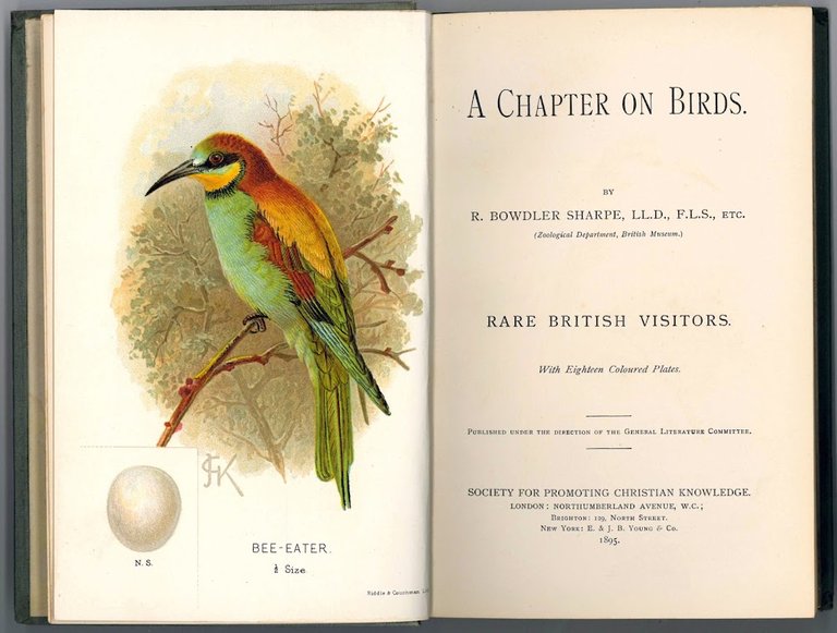 A Chapter on Birds. Rare British Visitors. With eighteen coloured …