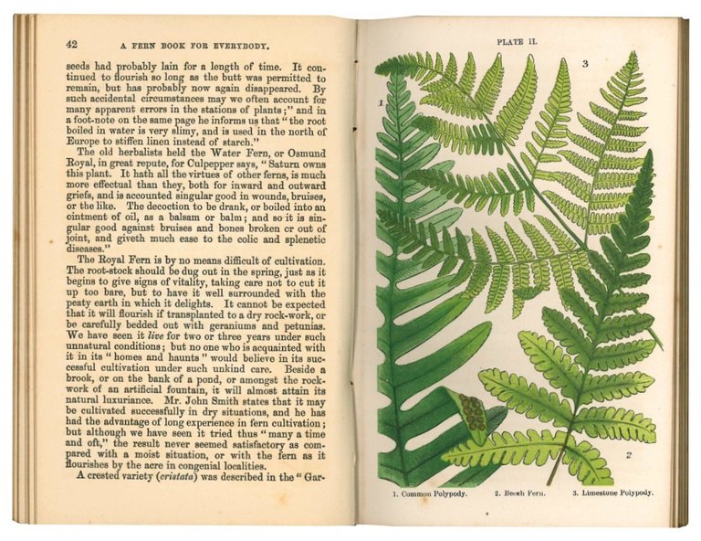 A fern book for everybody.