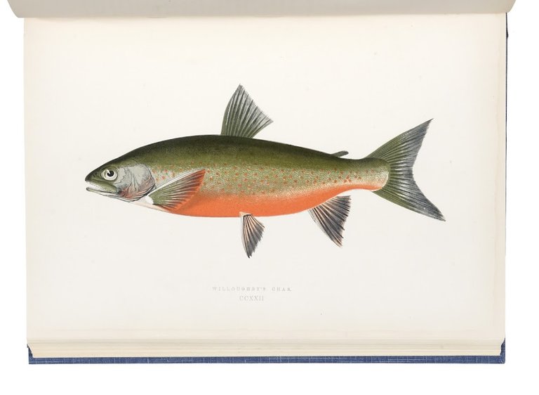 A history of the fishes of the British Islands