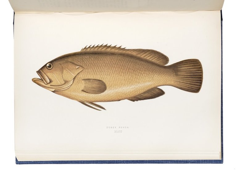 A history of the fishes of the British Islands