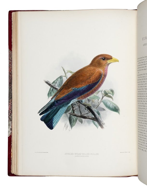 A Monograph of the Coraciidae, or Family of the Rollers