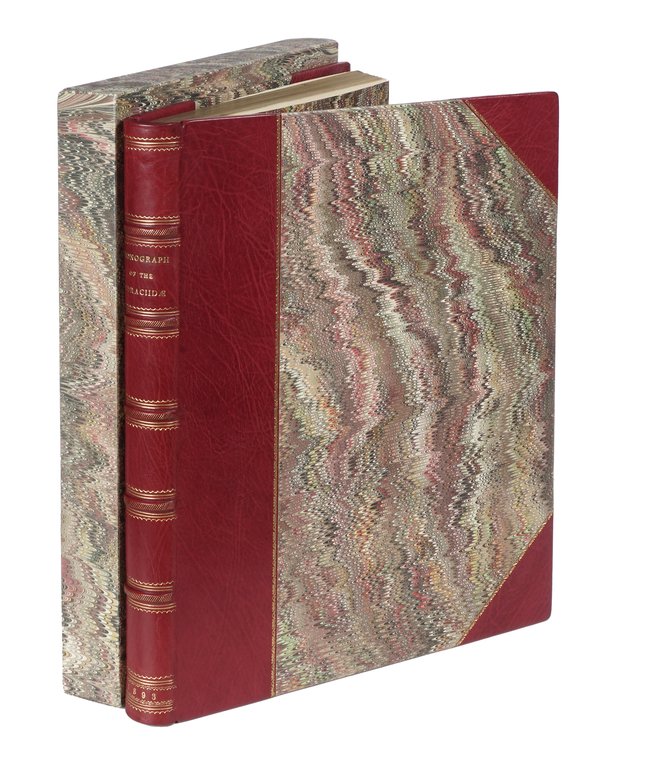 A Monograph of the Coraciidae, or Family of the Rollers