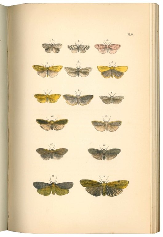 A natural history of British moths. 4 volumi.