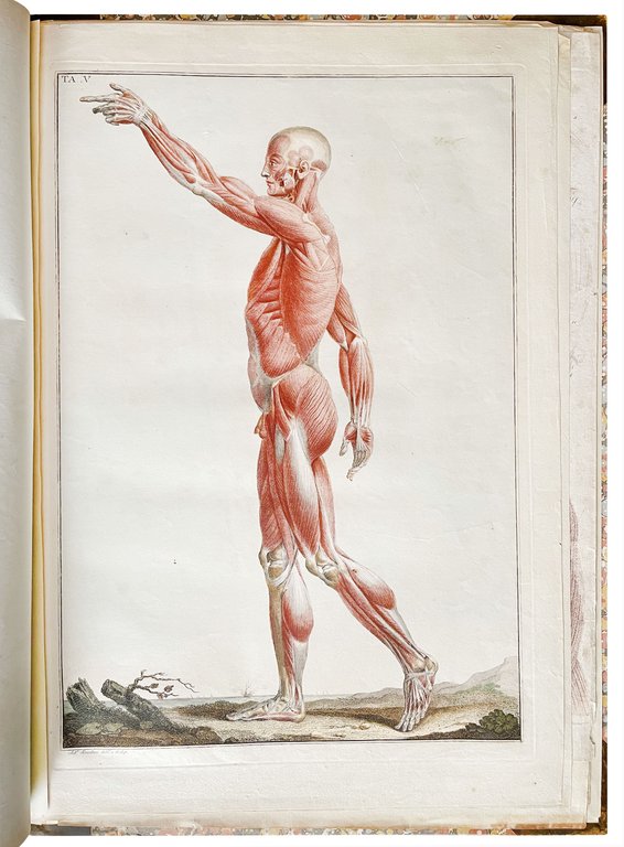 Anatomical atlas to "Anatomia per uso degli studiosi di scultura …