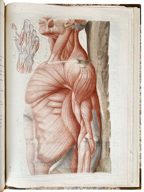 Anatomical atlas to "Anatomia per uso degli studiosi di scultura …
