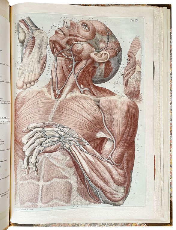 Anatomical atlas to "Anatomia per uso degli studiosi di scultura …